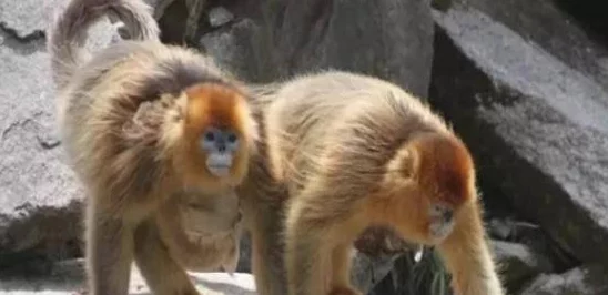 生猴子的全过程不盖被子霍总找错媳妇撩对人 生猴子的全过程不盖被子霍总找错媳妇撩对人