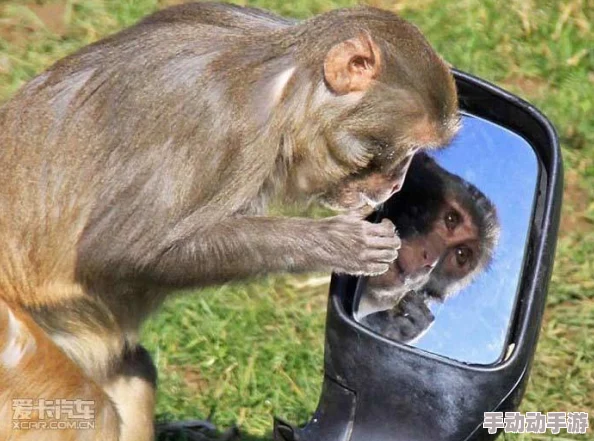 生猴子的全过程不盖被子霍总找错媳妇撩对人 生猴子的全过程不盖被子霍总找错媳妇撩对人