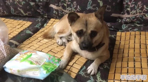 黄色网址免费观看不卡萌犬偷渡记