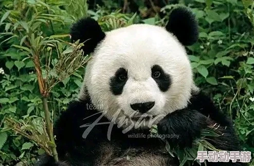 妨荡女教师伧理片功夫熊猫3