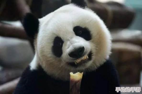 妨荡女教师伧理片功夫熊猫3