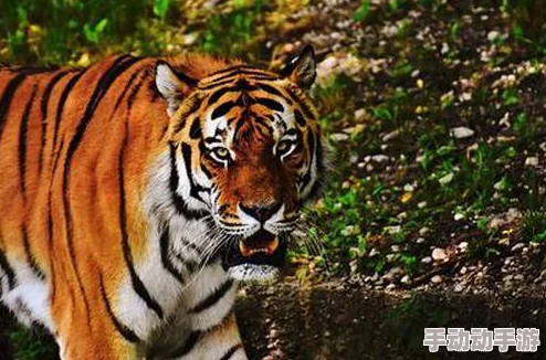 四虎最新id相棒第22季