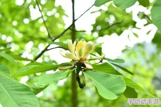 《王者荣耀》周年庆草木风华系列皮肤价格最新介绍，惊喜消息：限时折扣与珍藏礼包即将上线！