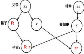 近亲结婚的风险与伦理问题科学研究揭示基因疾病概率显著增加 近亲结婚的风险与伦理问题科学研究揭示基因疾病概率显著增加
