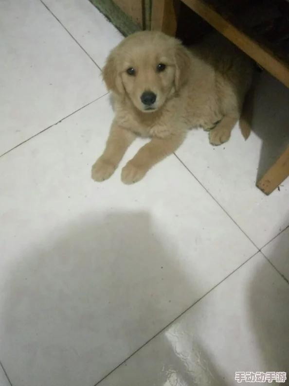 阿道夫最近在家中养了一只可爱的金毛犬，每天遛狗成了他最快乐的时光