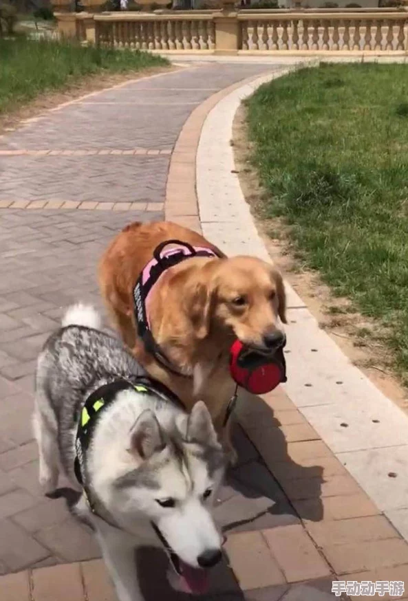 阿道夫最近在家中养了一只可爱的金毛犬，每天遛狗成了他最快乐的时光