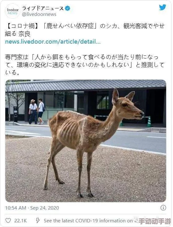 真昼之禁猎区公园内发现罕见白化鹿踪迹，吸引众多游客前来观赏