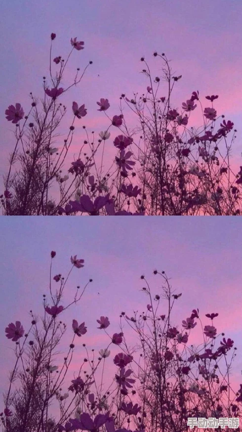 久青草无马视频在线观看春季新番上线樱花盛开的浪漫场景让人心动不已