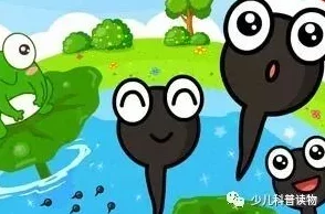 爱川美里菜小蝌蚪找妈妈勇敢追寻梦想相信自己终会找到归属