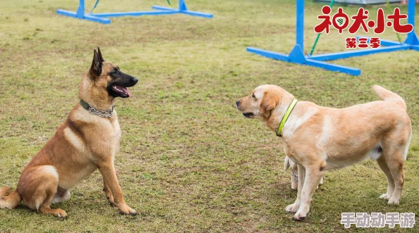 上床搞鸡七小汪警犬队携手共进勇往直前守护安全与爱心