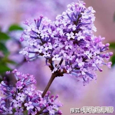 城人丁香网积极向上，传播健康知识与正能量，共同创造美好生活