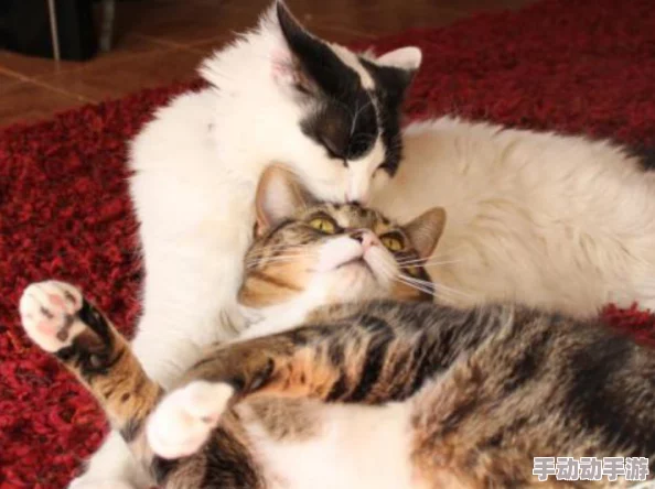 毛茸茸的又肥又大的岳小说据说作者养了三只猫灵感都来源于此 毛茸茸的又肥又大的岳小说据说作者养了三只猫灵感都来源于此