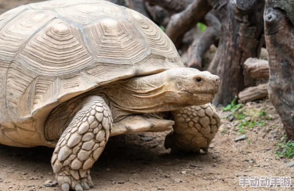 黑色沙漠手游小神龟宠物获取攻略:常见途径与技巧详解 黑色沙漠手游小神龟宠物获取攻略:常见途径与技巧详解
