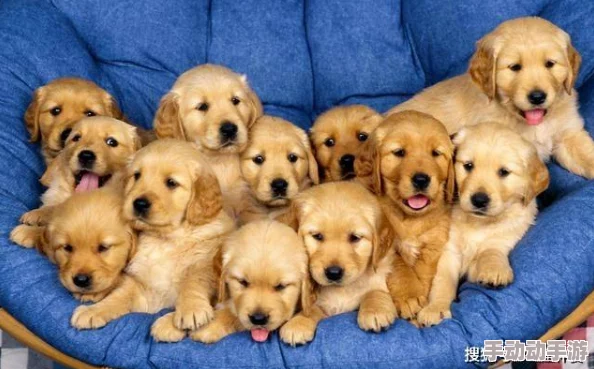 心动小镇：制作美味小金毛康宝蓝的详细烹饪教程 ｜ 轻松掌握独家秘方