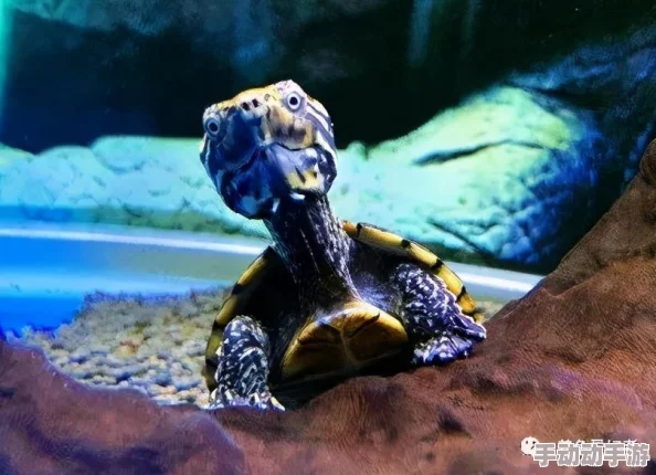 魔兽世界乌龟服无法发言解决方法,游戏内聊天问题排查指南 魔兽世界乌龟服无法发言解决方法,游戏内聊天问题排查指南